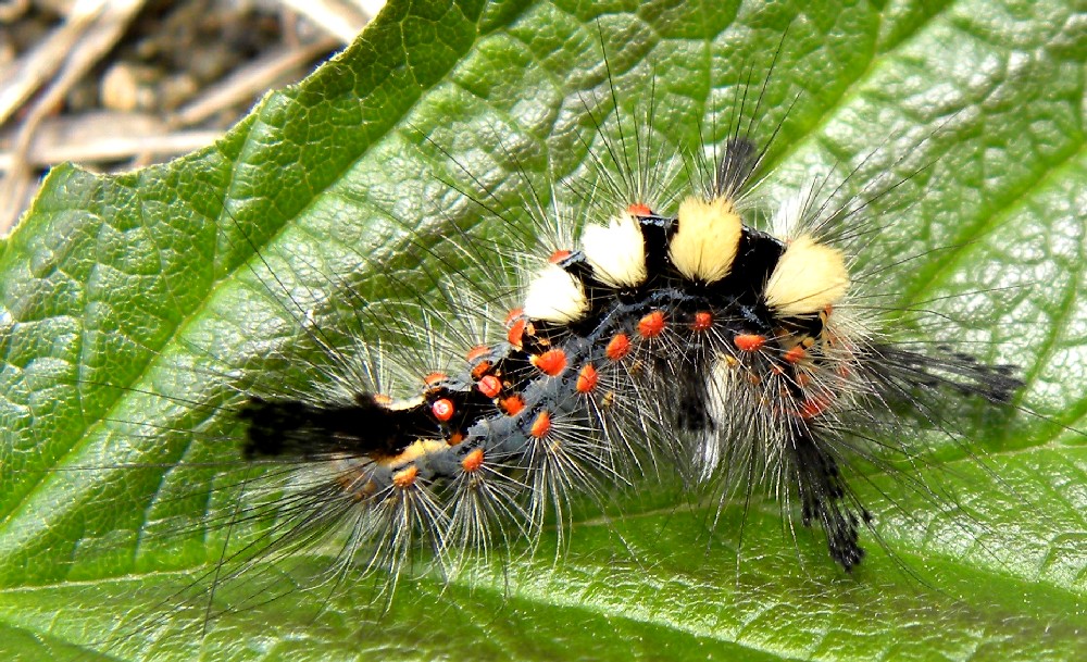 Larva policroma e 